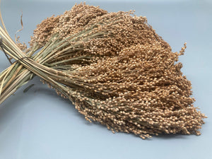 Silberhirse, neue Ernte 2023 - dr-buerkle-shop.de