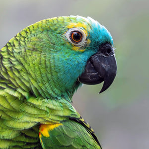 Futter für Amazonen & Edelpapageien vom Tierarzt ausgewählt: Amazonen Spezial Eigenmischung, Pellets & Nutri-Berries
