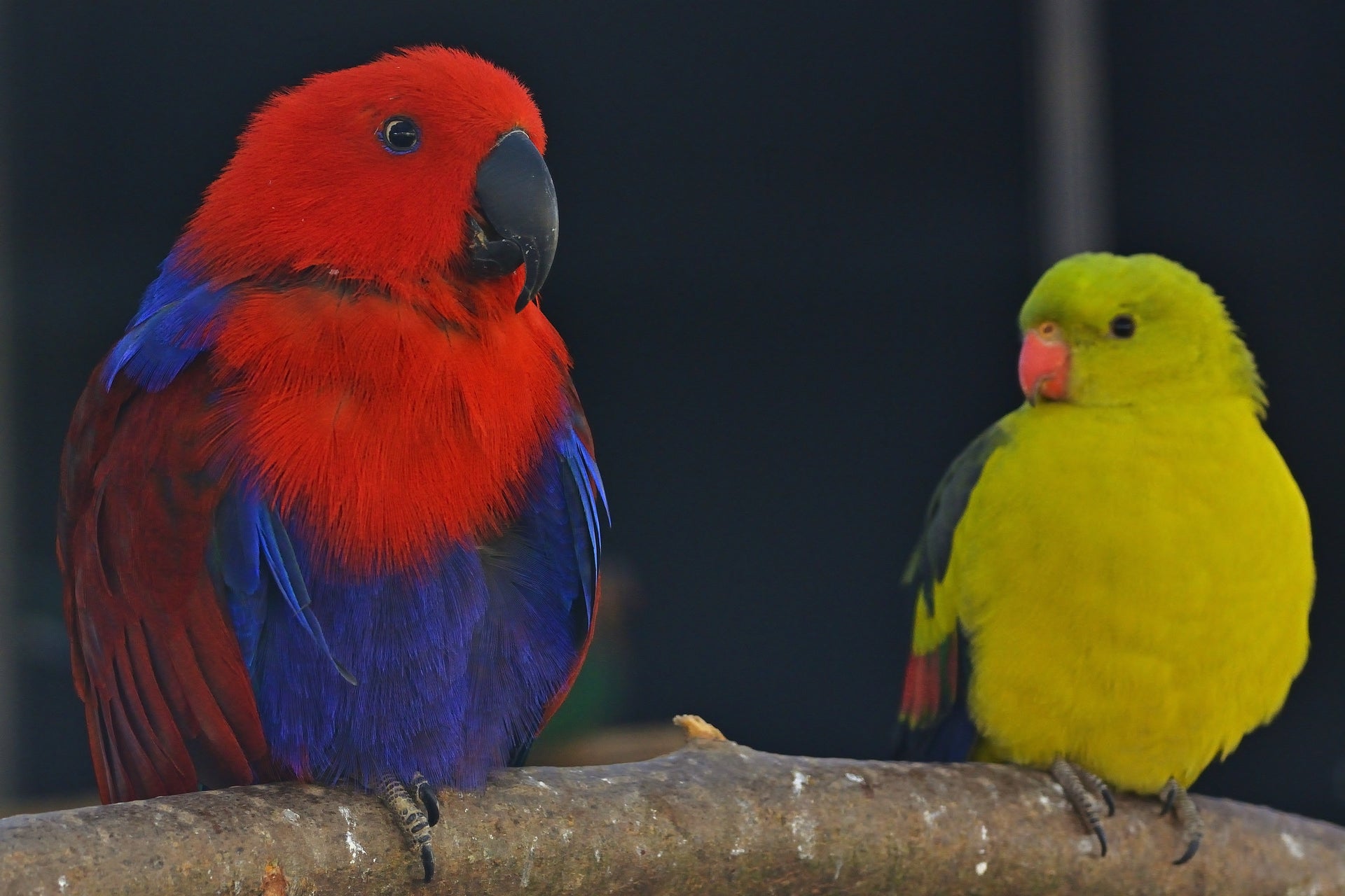 Sittiche und Papageien