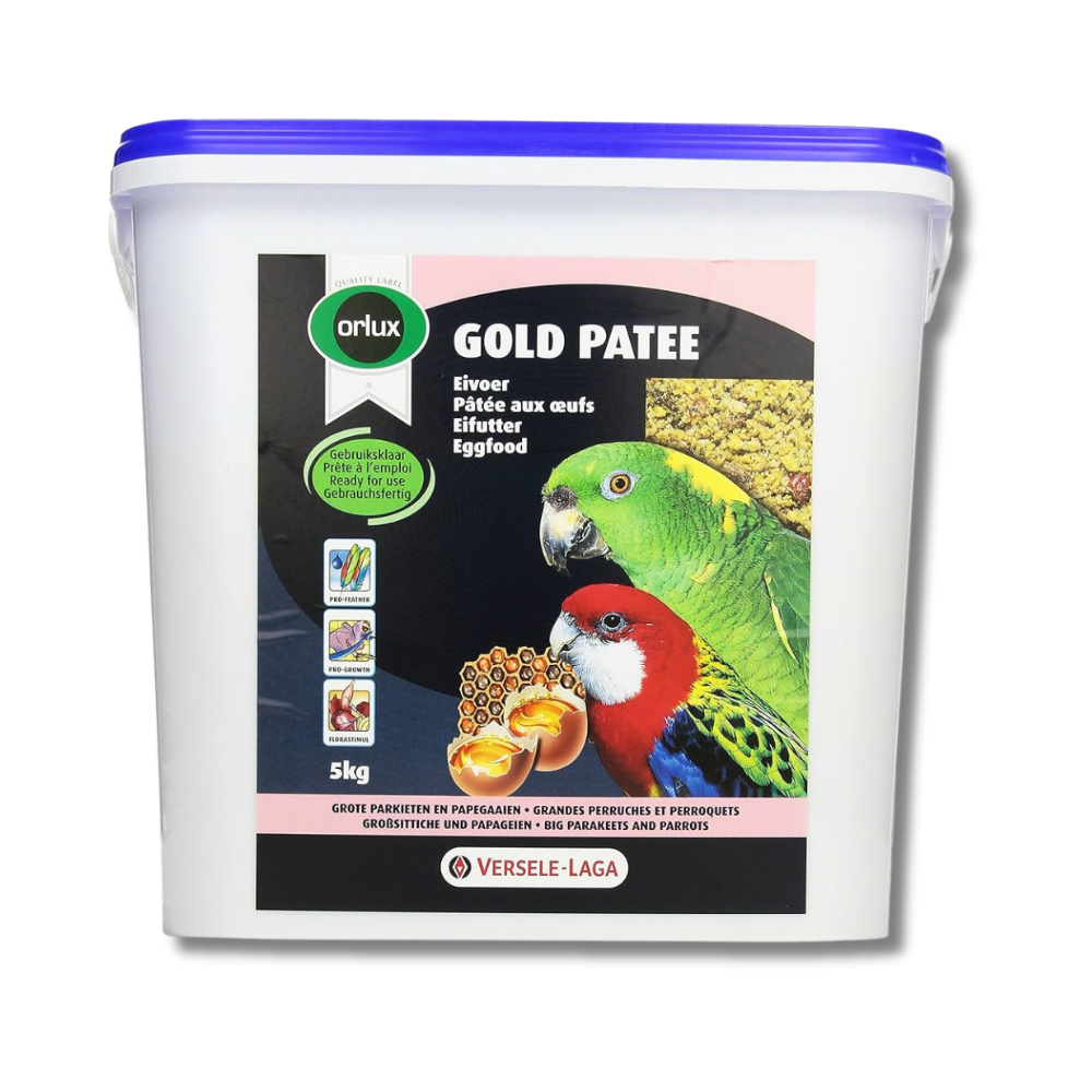 Gold Patee Parakeets &amp; Parrots