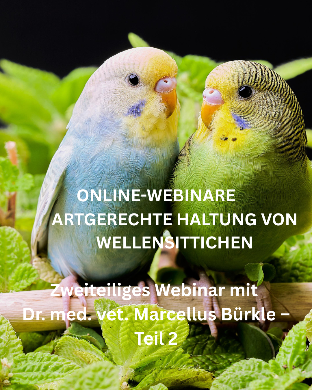 Online-Webinar ARTGERECHTE HALTUNG VON WELLENSITTICHEN Teil 2