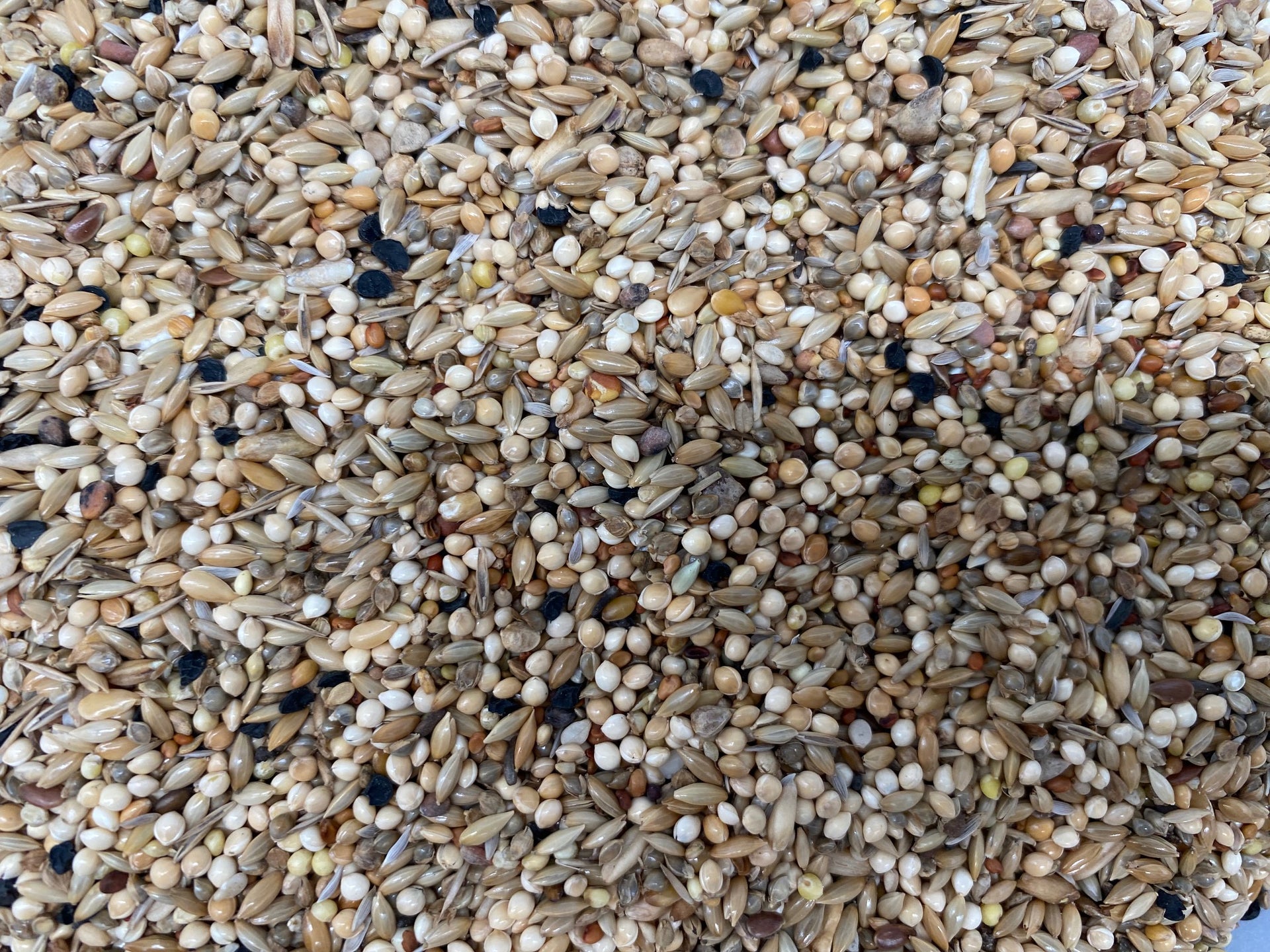 Dr. Bürkle Budgerigar Special